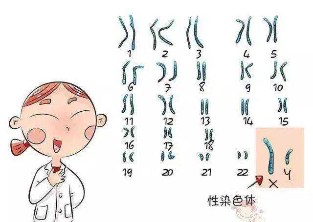 上海长征医院三代试管婴儿胚胎筛查费用多少？