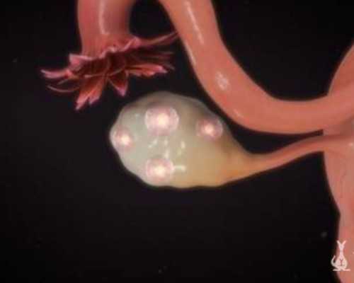 探寻杭州的辅助生殖服务：多家医院提供领先的捐卵及供卵试管技术