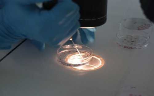 上海仁济北院供卵,仁济北院人工授精成功案例