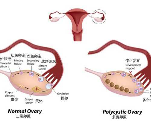 婴儿游泳的优势与注意事项