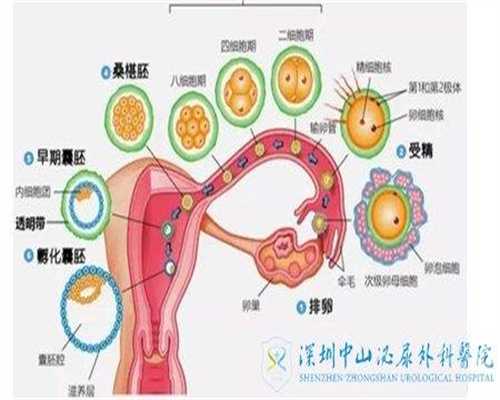 深圳代孕公司：16岁女生在校代孕生子 男方转学