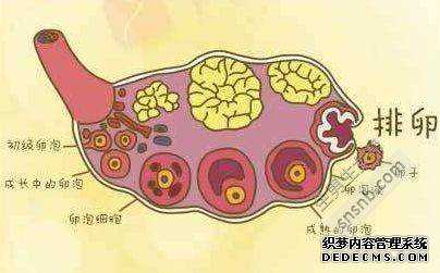 上海供卵哪家靠谱~上海代生机构价格~，精子到里面为何不怀孕